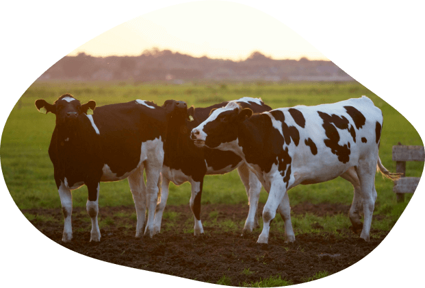 About Arts Food Products