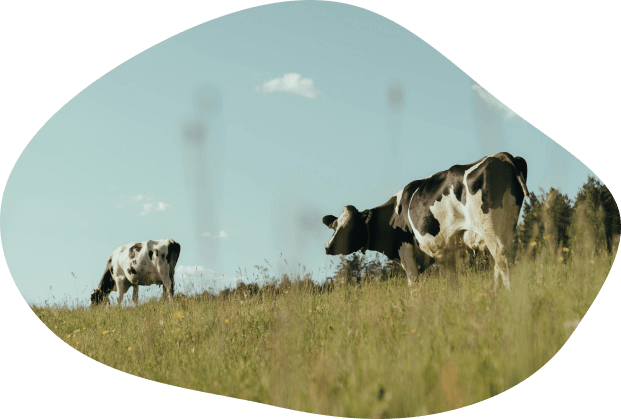 Worldwide Distribution